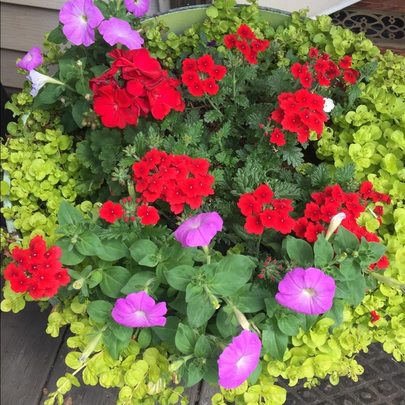 Meet your Posher, Darlene - Picture 1 of 1